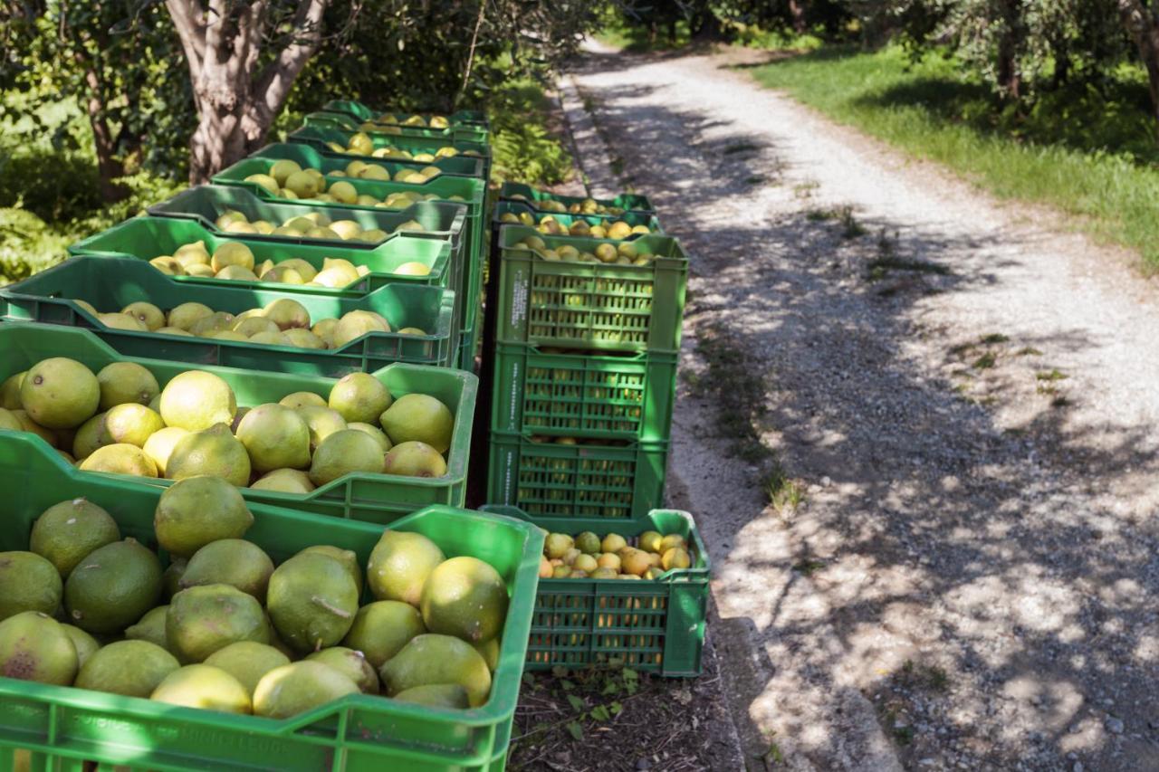 Agricontura Pensionat Capri Leone Eksteriør billede